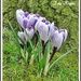 Wild Crocuses. by ladymagpie