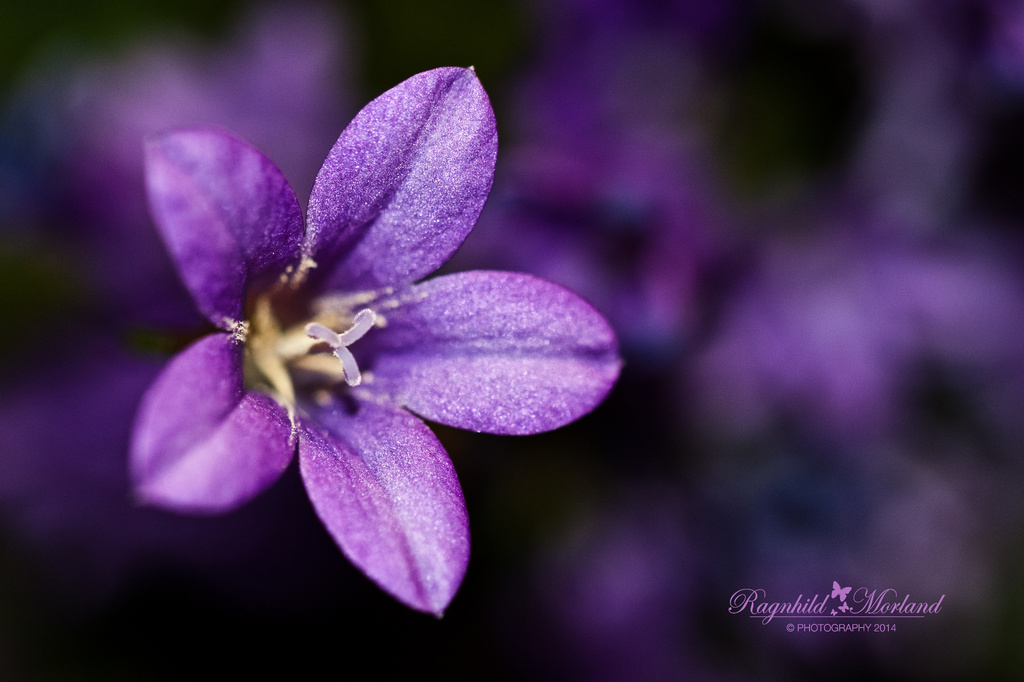 Purple love by ragnhildmorland