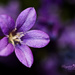 Purple love by ragnhildmorland