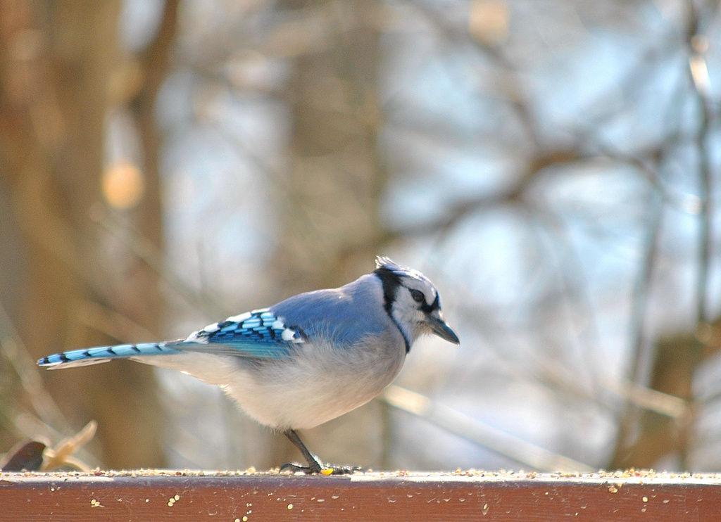 A Blue Jay Kind of Day by alophoto