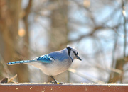 6th Mar 2014 - A Blue Jay Kind of Day