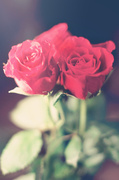 16th Feb 2014 - 3 roses