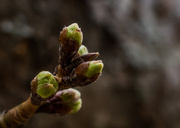 6th Mar 2014 - Prunus x yedoensis: Yoshino Cherry