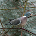 Wood pigeon - 6-03 by barrowlane