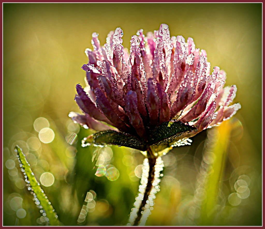 Clover in the dew by dide