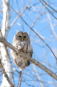 6th Mar 2014 - Barred Owl!