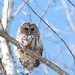 Barred Owl! by fayefaye