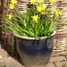 Daffodils at my door by lellie