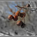 Frozen Berries  by radiogirl