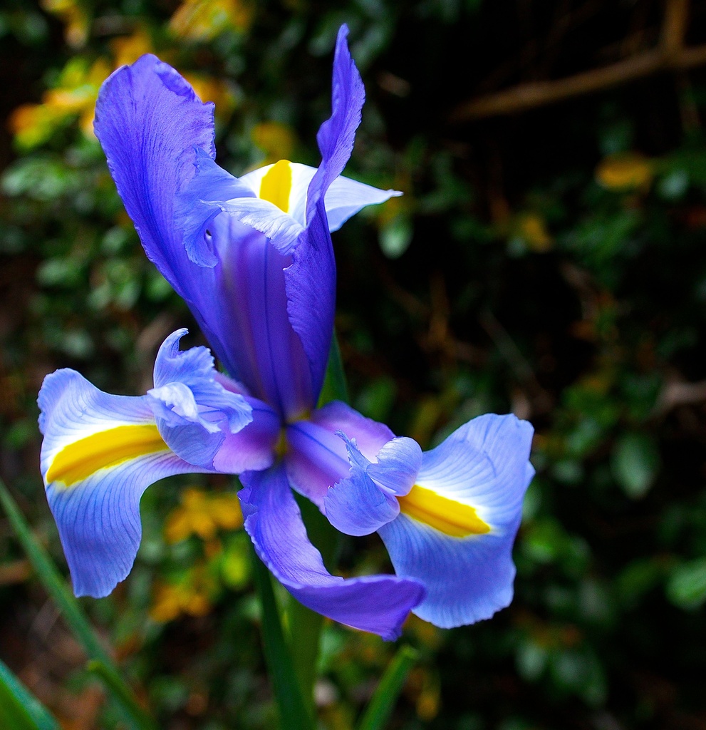 Purple Iris by redy4et