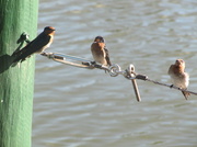 7th Mar 2014 - Three little 'Dickie Birds' sitting on a wire.