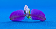 7th Mar 2014 - purple flower