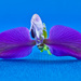 purple flower by winshez