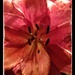 Sydney Lily by gigiflower
