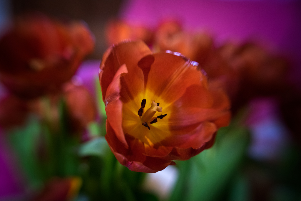 Tulips getting blowsy  by jocasta