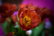7th Mar 2014 - Tulips getting blowsy 