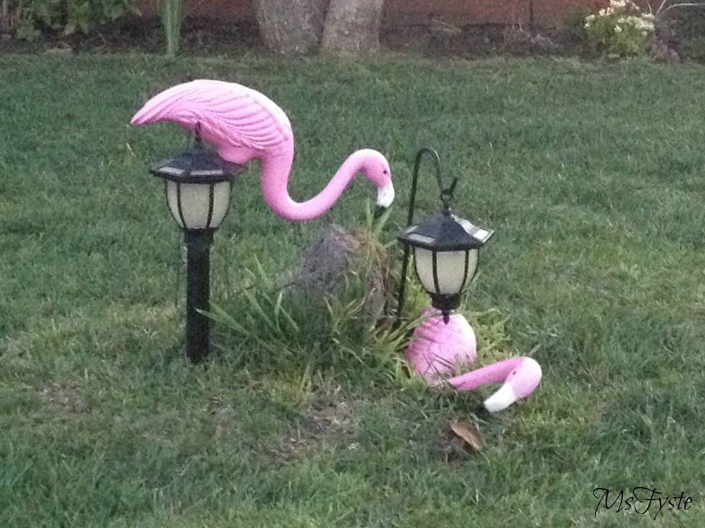 Flamingo Down by msfyste