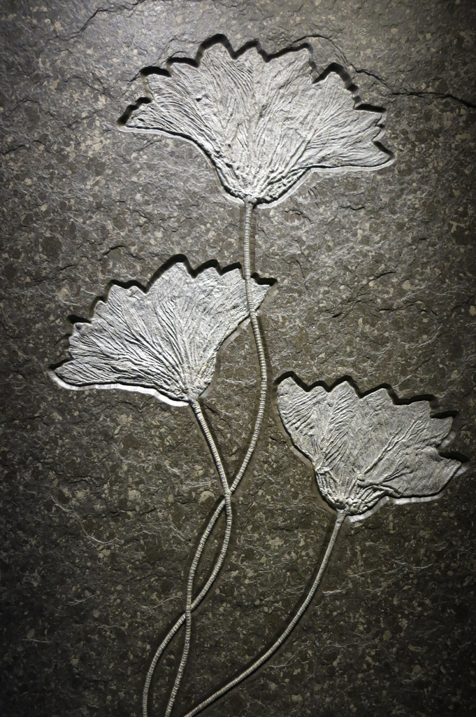 Sea Lily Fossil by eudora