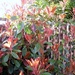 Photinia  Red Robin by foxes37