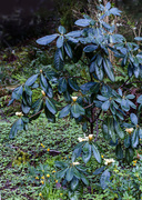 6th Mar 2014 - Himalayan Rhododendron