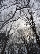 7th Mar 2014 - Trees against the sky