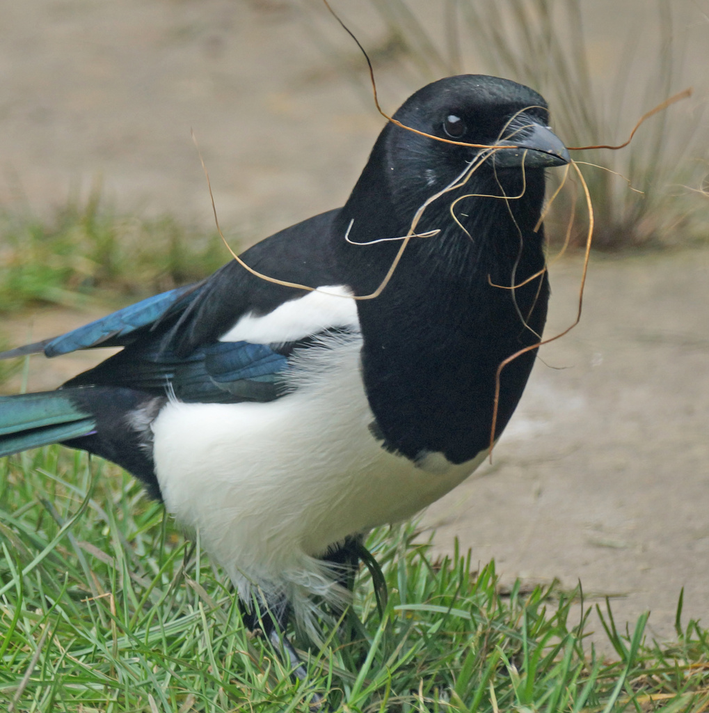 Magpie Collecting Materials by pcoulson
