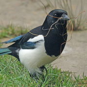 7th Mar 2014 - Magpie Collecting Materials