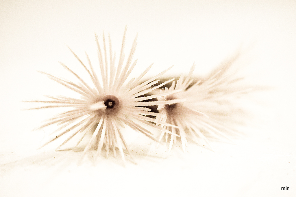 Dried Fluffy Seed by mhei