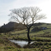 Ramshaw Tree in March by roachling