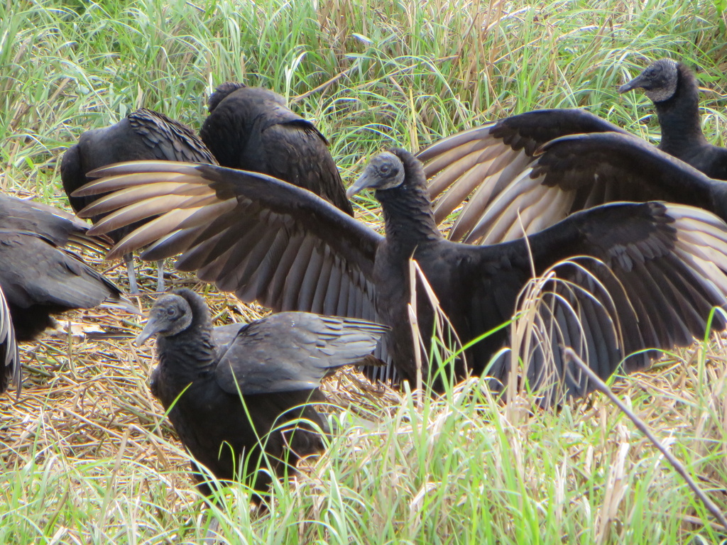 Black vultures at lunchtime. by rob257