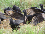 4th Mar 2014 - Black vultures at lunchtime.