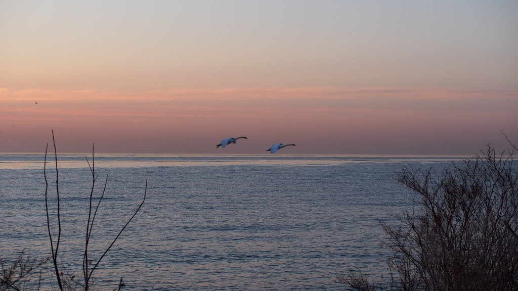 Two Swans by selkie