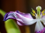 7th Mar 2014 - Goodbye Purple Tulip