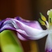 Goodbye Purple Tulip by lynnz