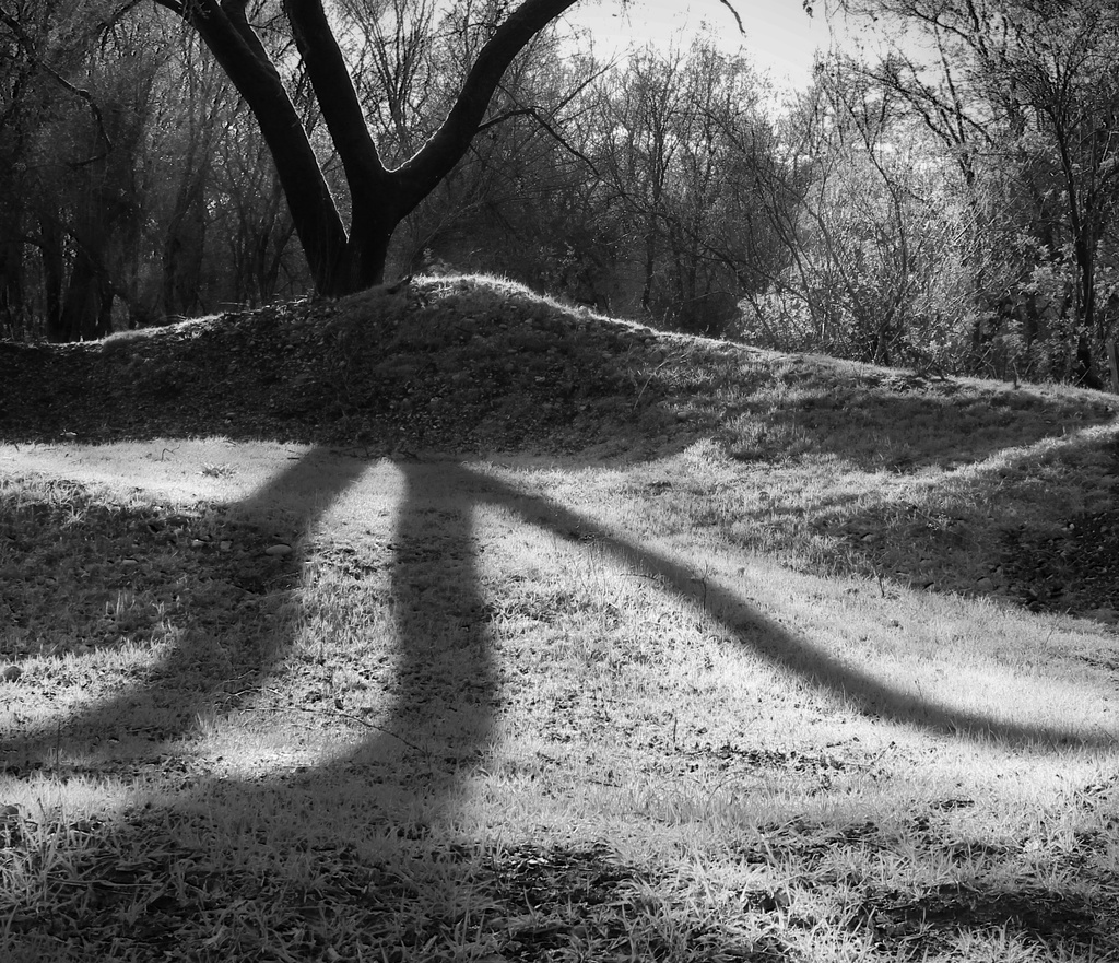 Tree and Shadow  by rlaughy