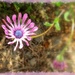 Osteospermum 'Whirly-gig' by kiwiflora