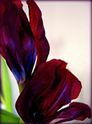 7th Mar 2014 - Withering Tulips