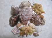 8th Mar 2014 - Shells from the Pacific Islands