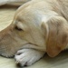 Let sleeping dogs lie by quietpurplehaze