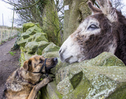 8th Mar 2014 - Dog and Donk