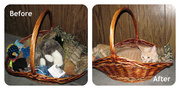 8th Mar 2014 - Cat Basket