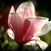 Backlit Magnolia by judithdeacon