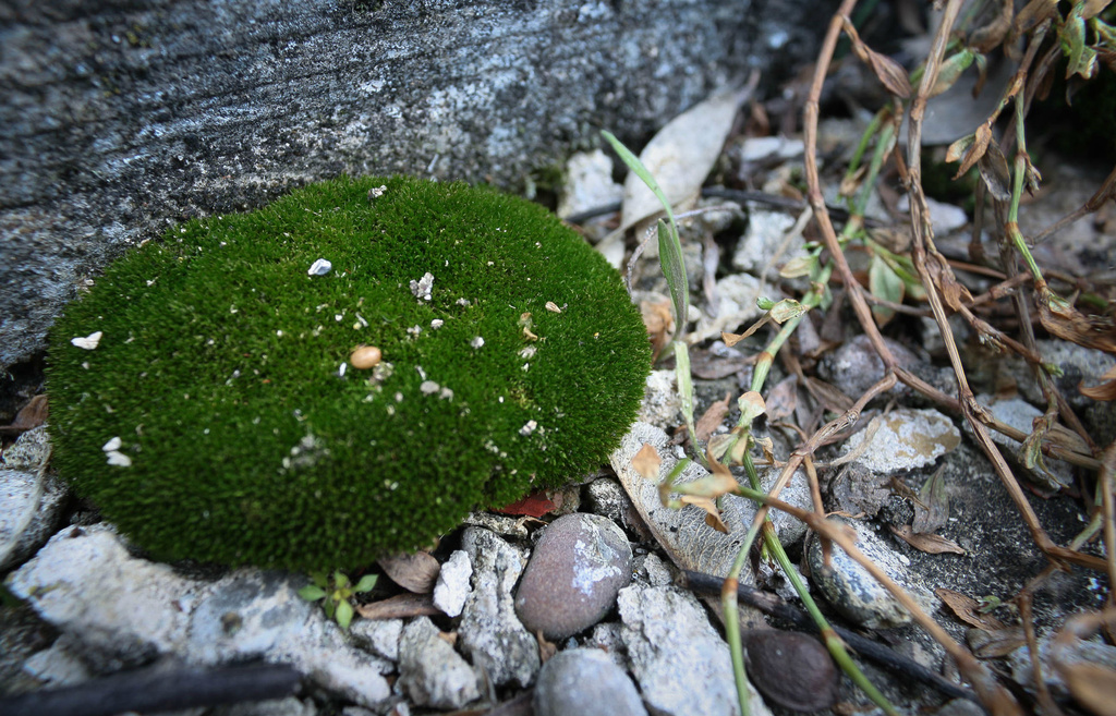 Moss grows fat on a rollin' stone by mittens
