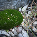 Moss grows fat on a rollin' stone by mittens