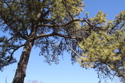 8th Mar 2014 - Pine tree on a pretty day
