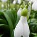 Snowdrop by fishers