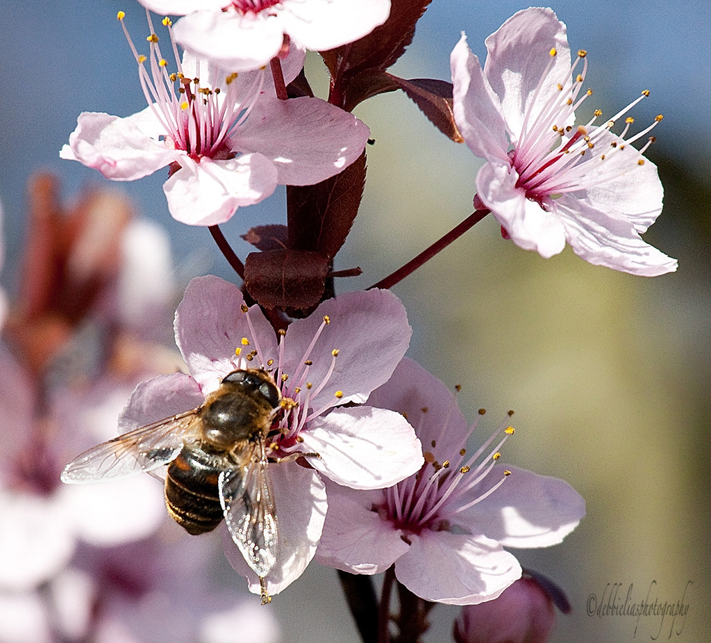 7.3.14 Bee Chasing Time Again by stoat