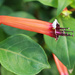 ‘Cigar flower’, ‘Firecracker plant’ by rhoing