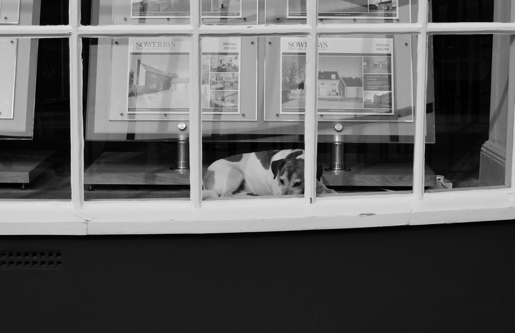 Almost sleeping dog in the Window by motorsports