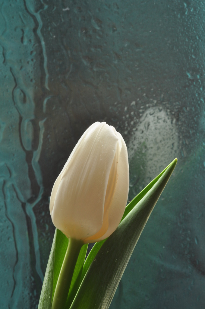 White Tulip #1 by jayberg